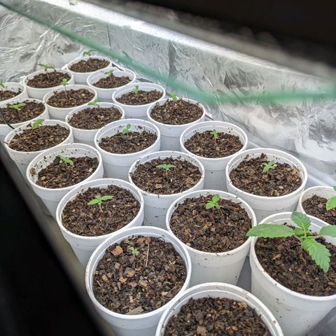 Genética desconocida growlog timeline photo