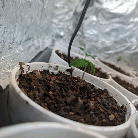 Genética desconocida growlog timeline photo