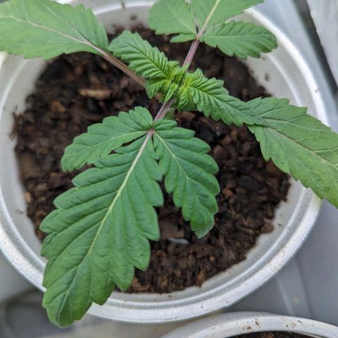 Genética desconocida growlog timeline photo