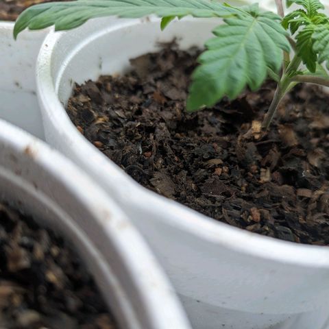 Genética desconocida growlog timeline photo