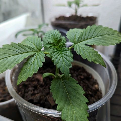 Genética desconocida growlog timeline photo