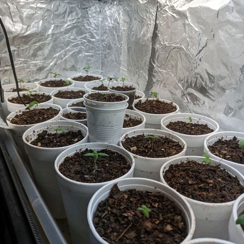 Genética desconocida growlog timeline photo