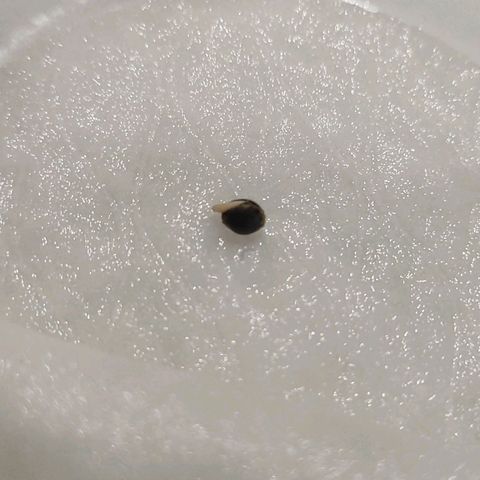 Blueberry Auto growlog photo