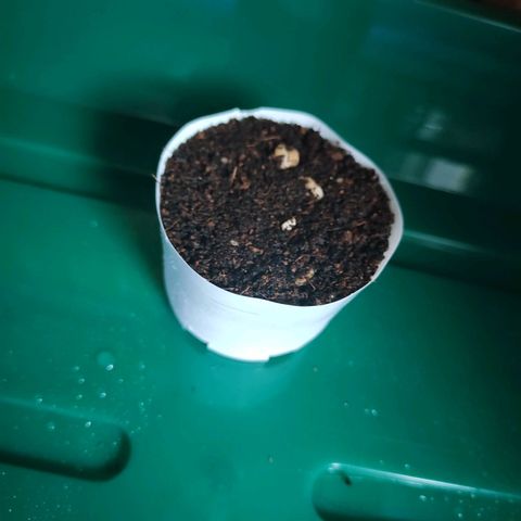 Blueberry Auto growlog photo