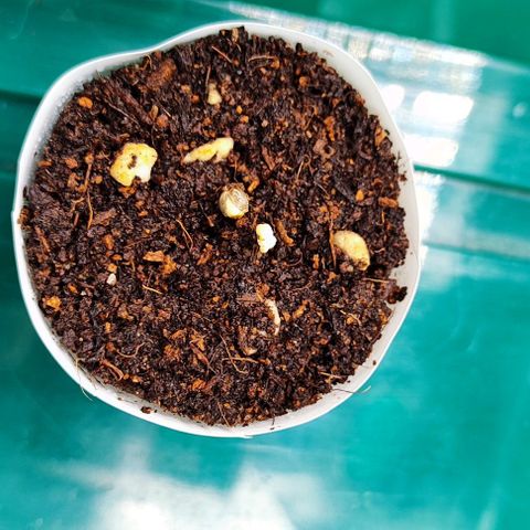 Blueberry Auto growlog photo: Hello world 😊🌱