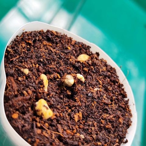 Blueberry Auto growlog photo: Hello world 😊🌱