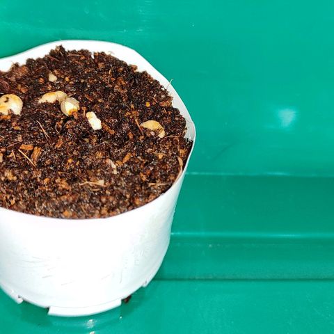 Blueberry Auto growlog photo: Hello world 😊🌱