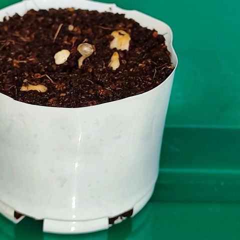 Blueberry Auto growlog photo: Hello world 😊🌱