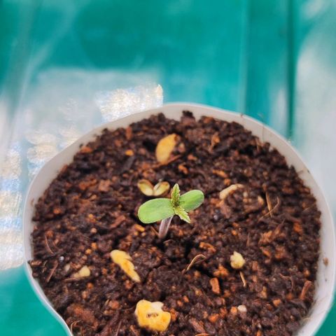 Blueberry Auto growlog photo: Oh Baby🌱😍