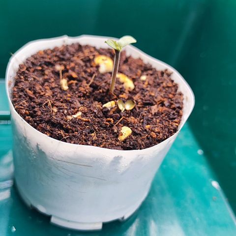 Blueberry Auto growlog photo: Oh Baby🌱😍