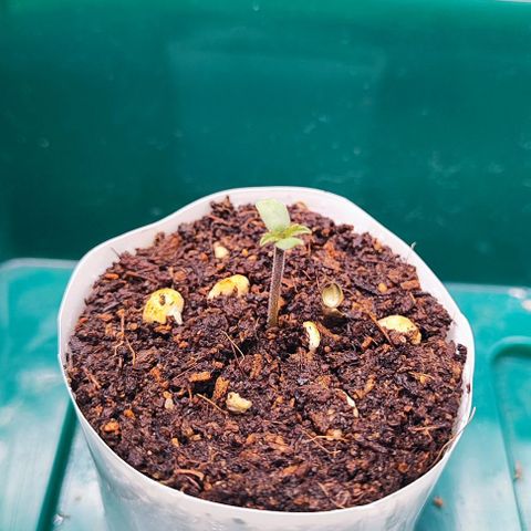 Blueberry Auto growlog photo: Oh Baby🌱😍