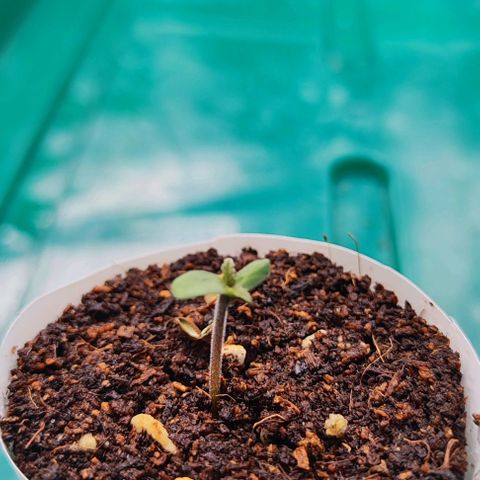 Blueberry Auto growlog photo: Oh Baby🌱😍