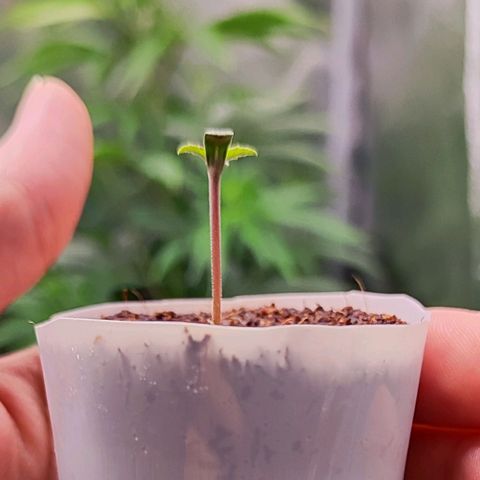 Blueberry Auto growlog timeline photo