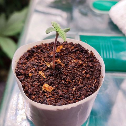 Blueberry Auto growlog timeline photo
