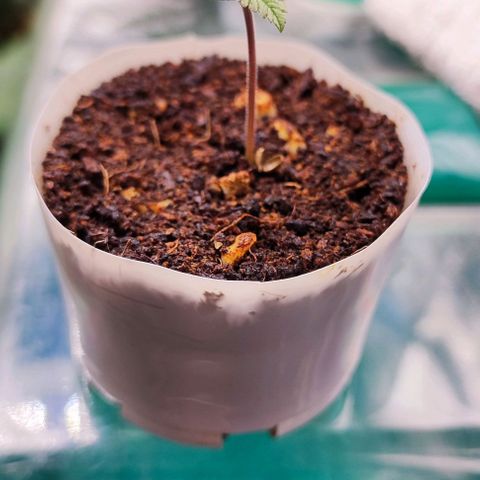 Blueberry Auto growlog timeline photo