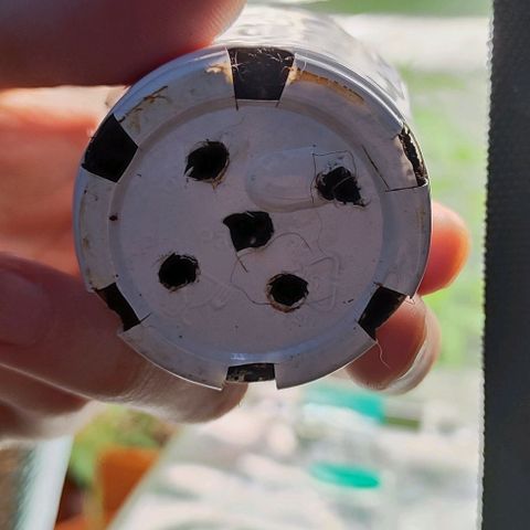 Blueberry Auto growlog timeline photo
