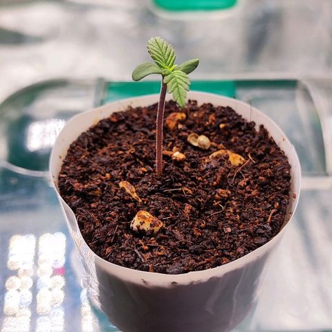 Blueberry Auto growlog timeline photo