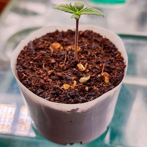 Blueberry Auto growlog timeline photo