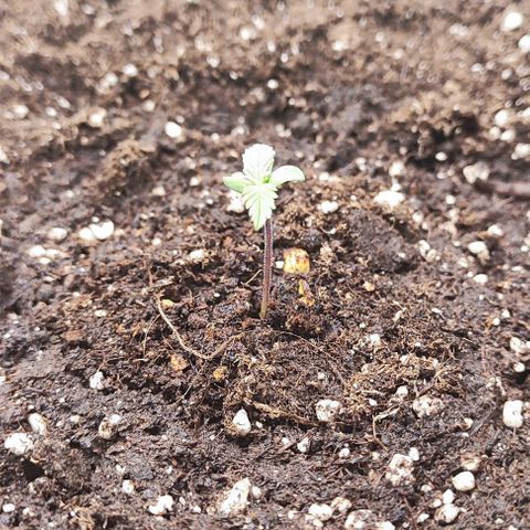 Blueberry Auto growlog photo: I decided to bed her today so there will BE No more Stress for her nie shes ready to get big ☺️🙏🌱