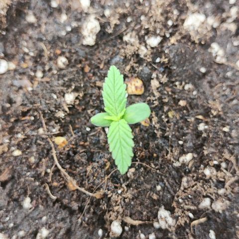 Blueberry Auto growlog photo: I decided to bed her today so there will BE No more Stress for her nie shes ready to get big ☺️🙏🌱
