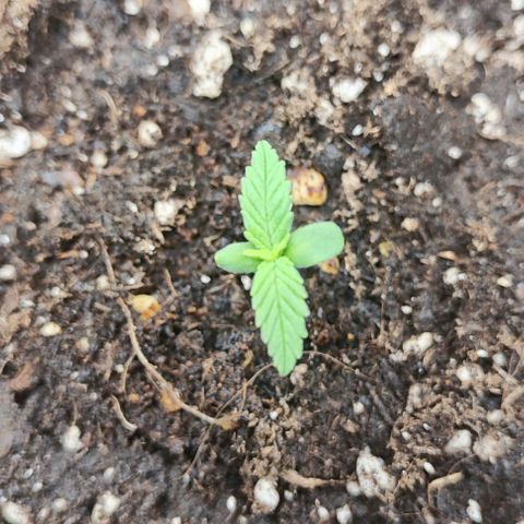 Blueberry Auto growlog photo: I decided to bed her today so there will BE No more Stress for her nie shes ready to get big ☺️🙏🌱