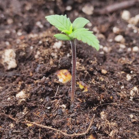 Blueberry Auto growlog photo: I decided to bed her today so there will BE No more Stress for her nie shes ready to get big ☺️🙏🌱