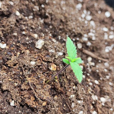 Blueberry Auto growlog photo: 😍
