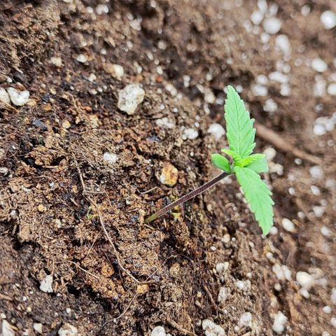 Blueberry Auto growlog photo: 😍
