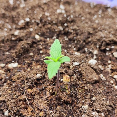 Blueberry Auto growlog photo: 😍