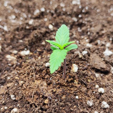 Blueberry Auto growlog photo: 💚