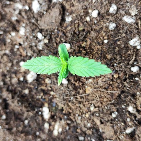 Blueberry Auto growlog photo: 💚