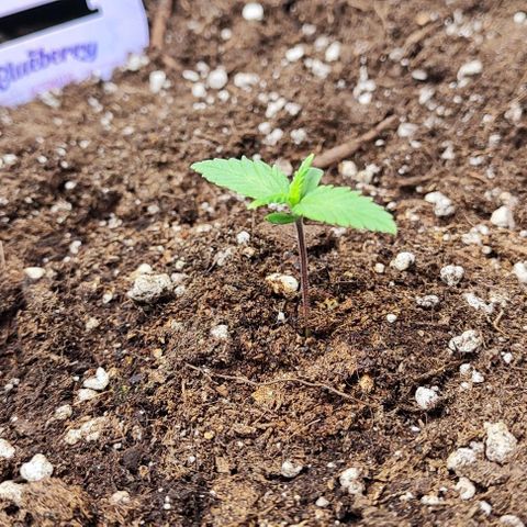 Blueberry Auto growlog photo: 💚