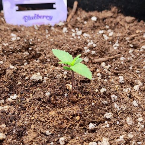 Blueberry Auto growlog photo: 💚
