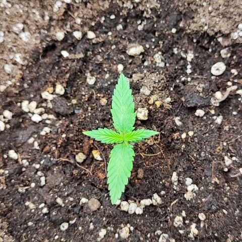 Blueberry Auto growlog timeline photo