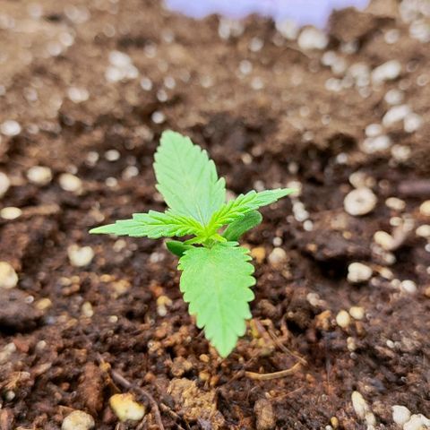 Blueberry Auto growlog timeline photo