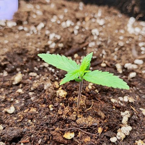 Blueberry Auto growlog timeline photo