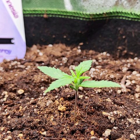 Blueberry Auto growlog timeline photo