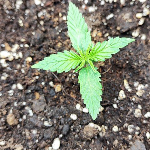 Blueberry Auto growlog timeline photo