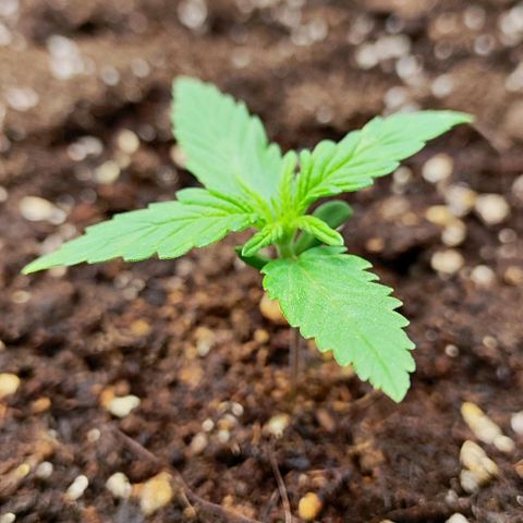 Blueberry Auto growlog timeline photo
