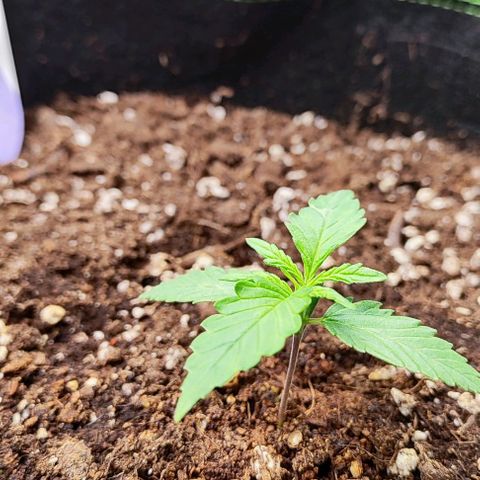 Blueberry Auto growlog timeline photo