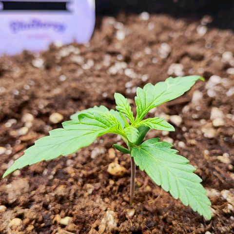 Blueberry Auto growlog timeline photo
