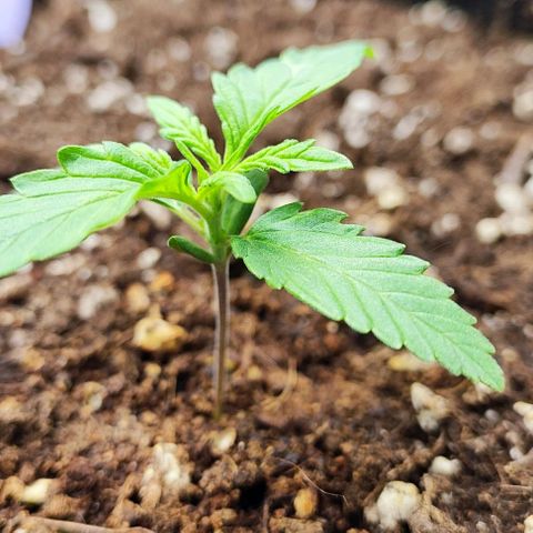 Blueberry Auto growlog timeline photo