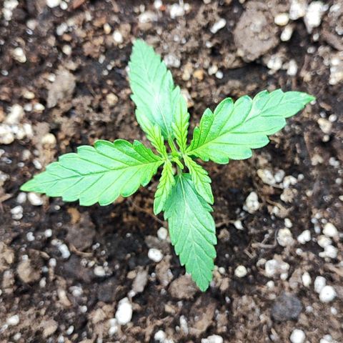 Blueberry Auto growlog timeline photo
