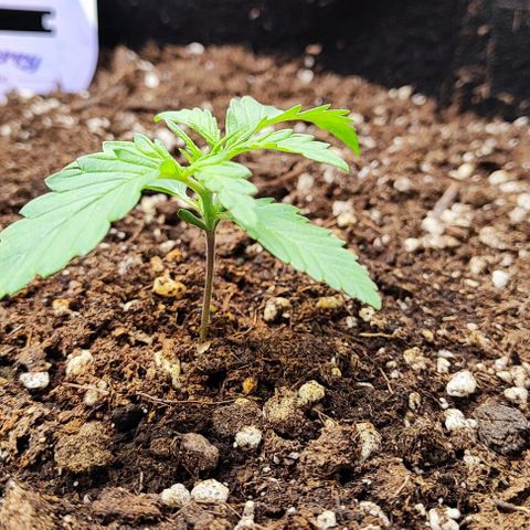 Blueberry Auto growlog timeline photo