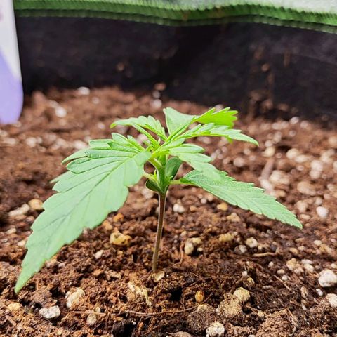 Blueberry Auto growlog timeline photo