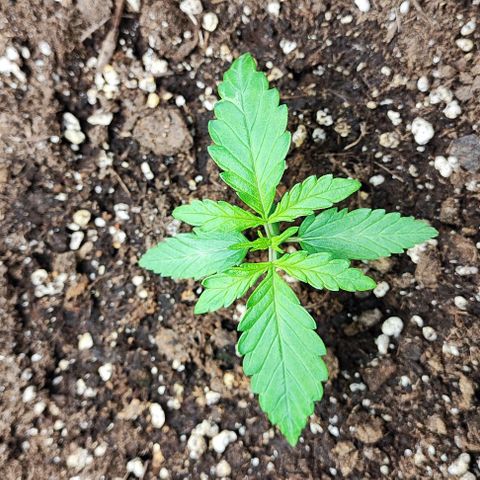 Blueberry Auto growlog timeline photo