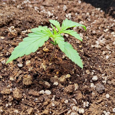 Blueberry Auto growlog timeline photo