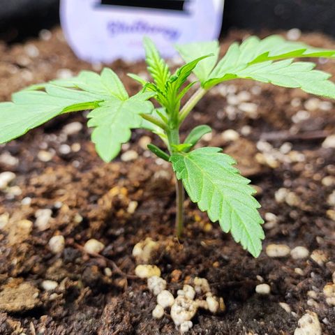 Blueberry Auto growlog timeline photo