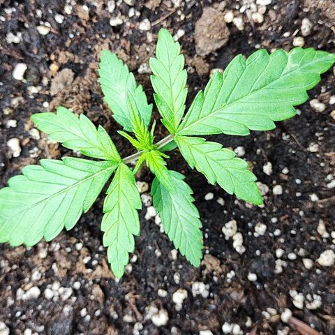 Blueberry Auto growlog timeline photo