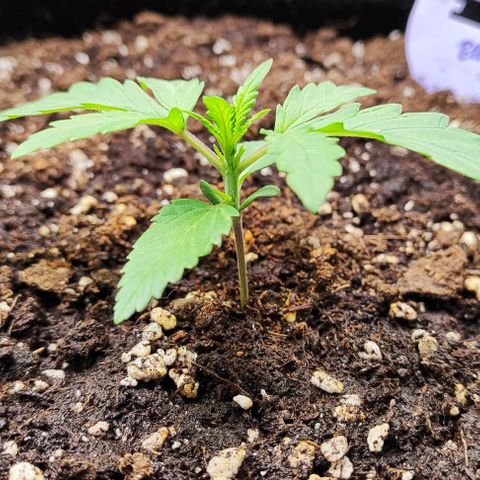 Blueberry Auto growlog timeline photo